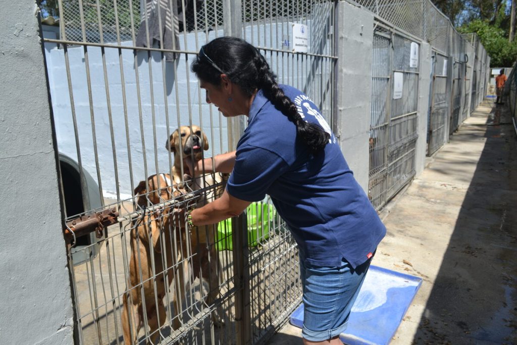 Animal Welfare Society PE General Manager Cynthea Van Rhijn with dogs at the shelter. 