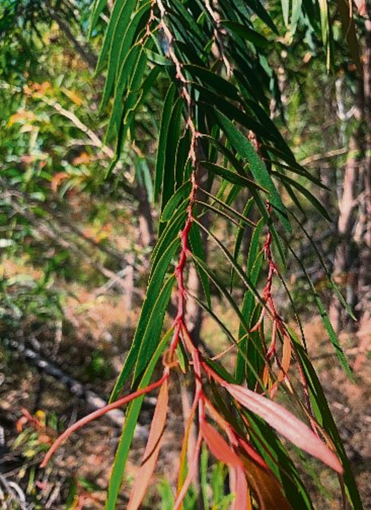 How the Australian peppermint tree is threatening local ecosystems