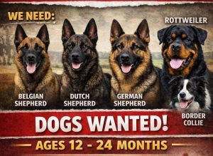 Eastern Cape SAPS calls for K9 support