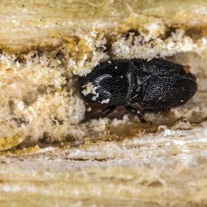 Gqeberha urban trees under threat from invasive PSHB beetle