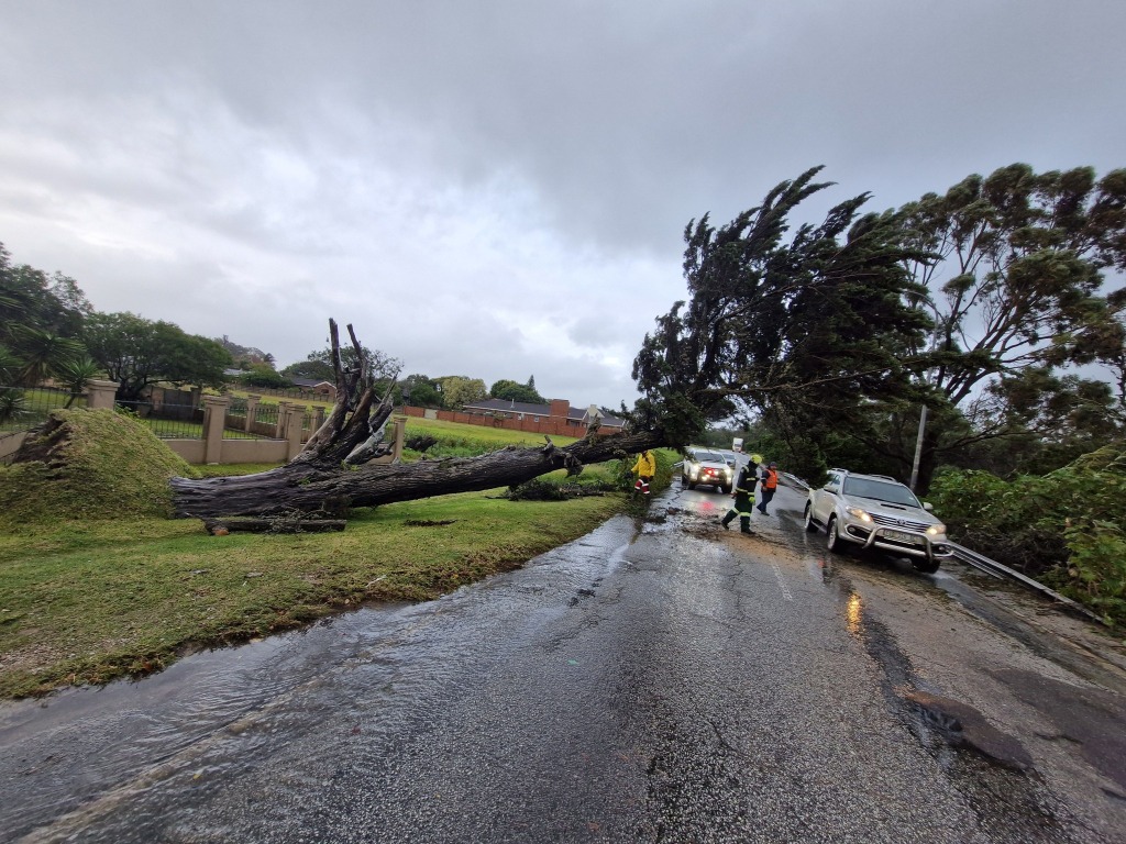 A tree, that blocked Circular Drive this morning, has been cleared.