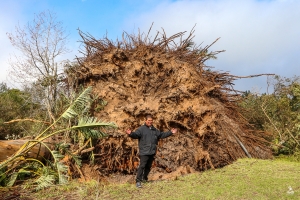 Fallen giants: Recovery under way after storms topple century-old trees in George