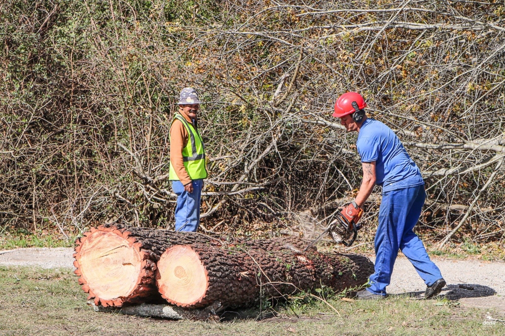 A total of 263 trees were lost, including some that had stood on the course for more than a century.