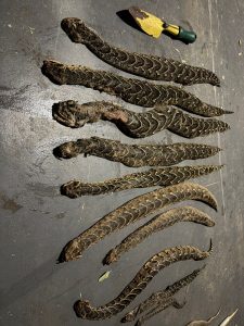 Experts warn of danger as flood-swept snakes wash up on Jeffreys Bay beaches