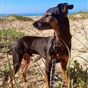 Finn’s Paw Project calls for donations to support vulnerable animals