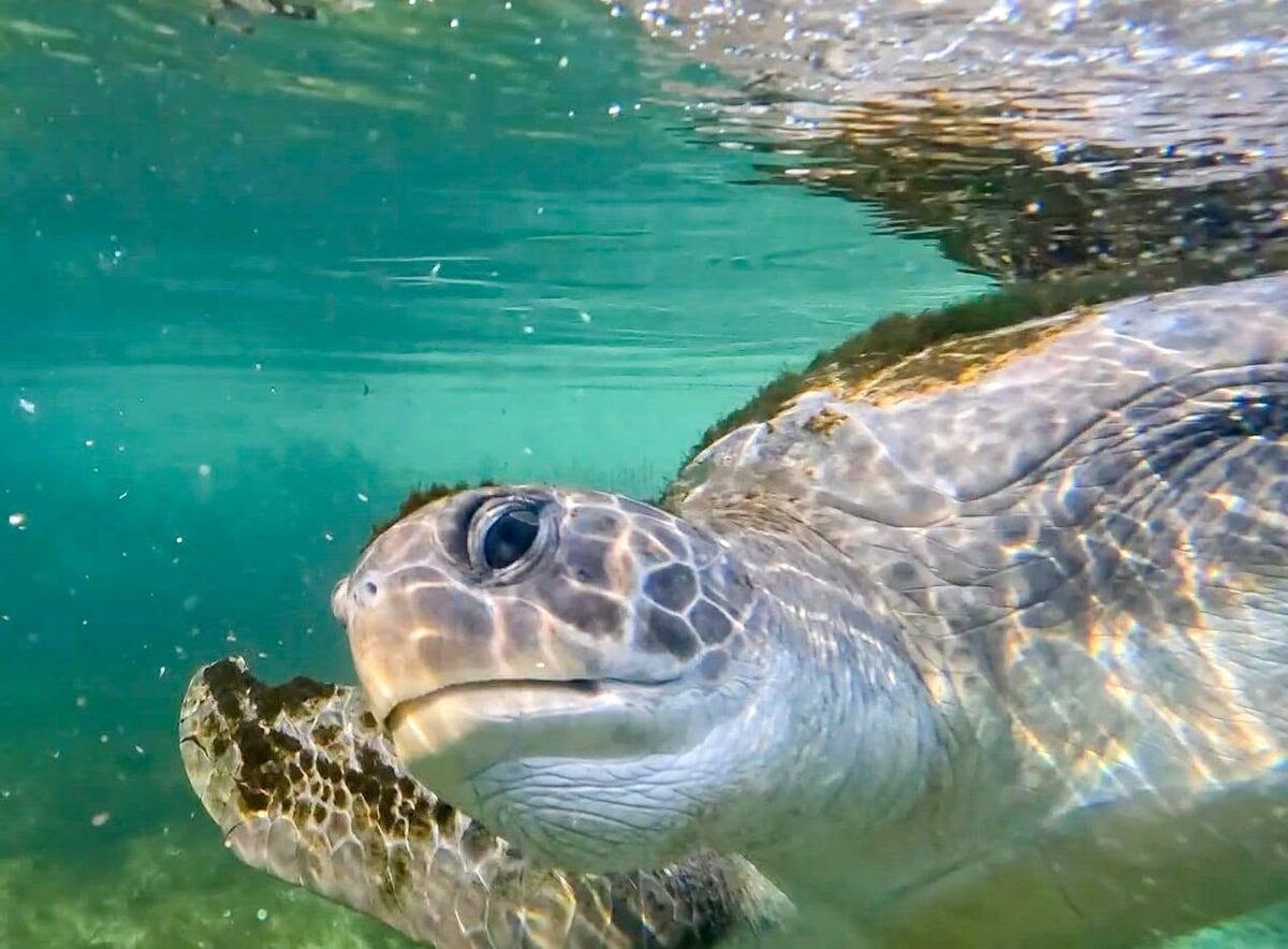 Pepper the turtle was named after green peppers that she loves to eat.