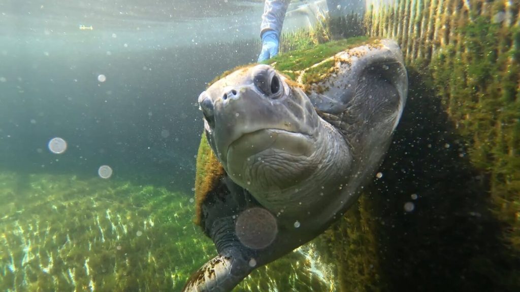 Pepper the turtle is missing a front flipper.