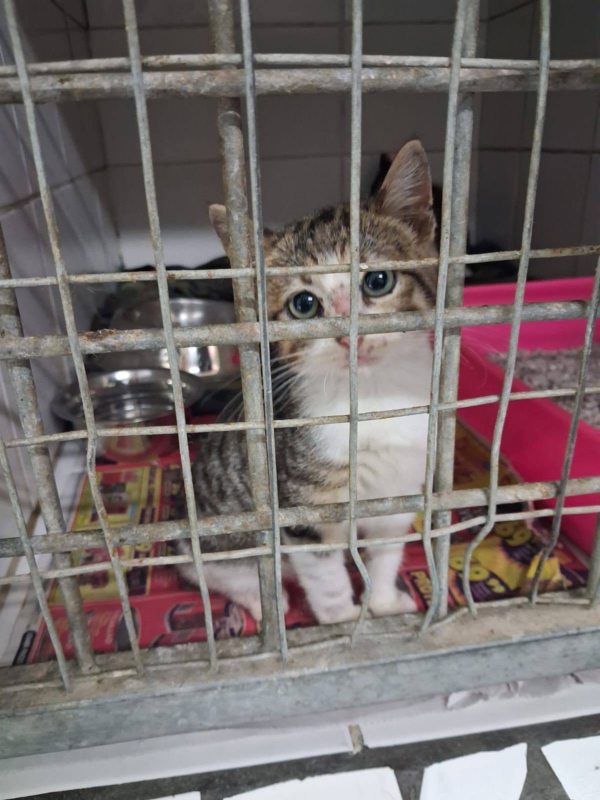 A kitten in a cage at the AACL.
