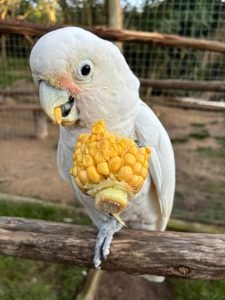 Fundraiser to support African Dawn Wildlife Sanctuary
