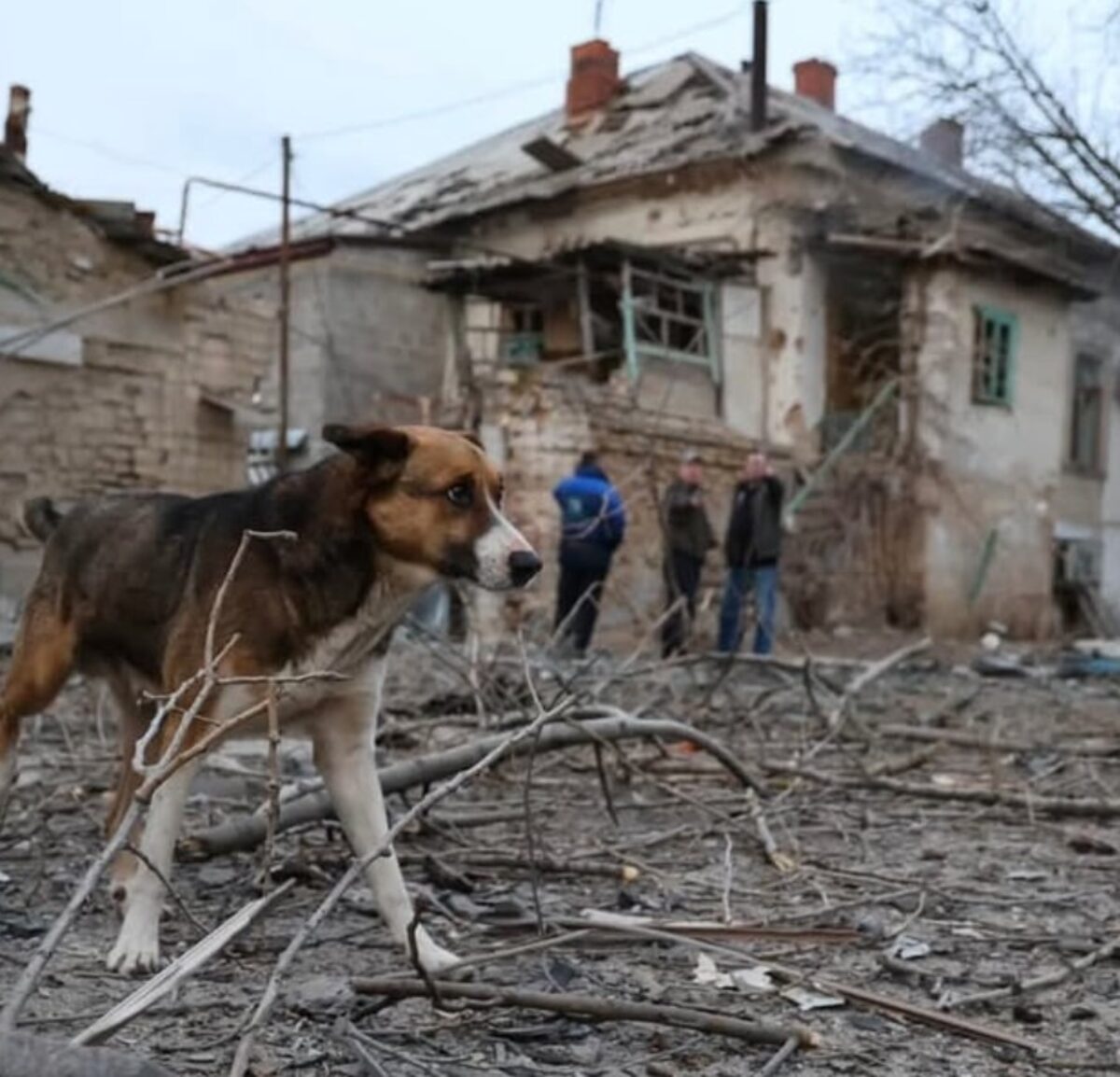A dog walks through the wreckage in Ukraine.