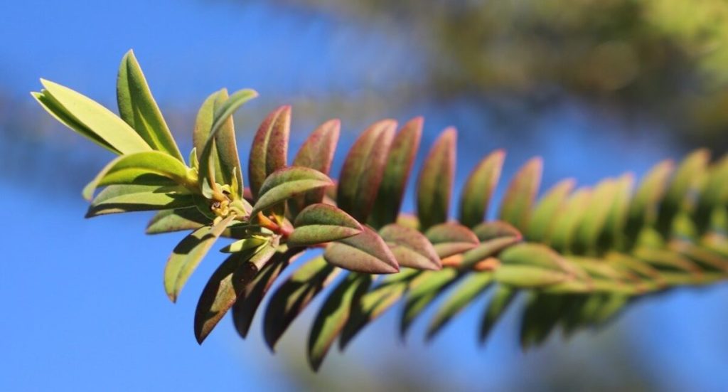 Melaleuca hypericifolia. PHOTO: SUPPLIED