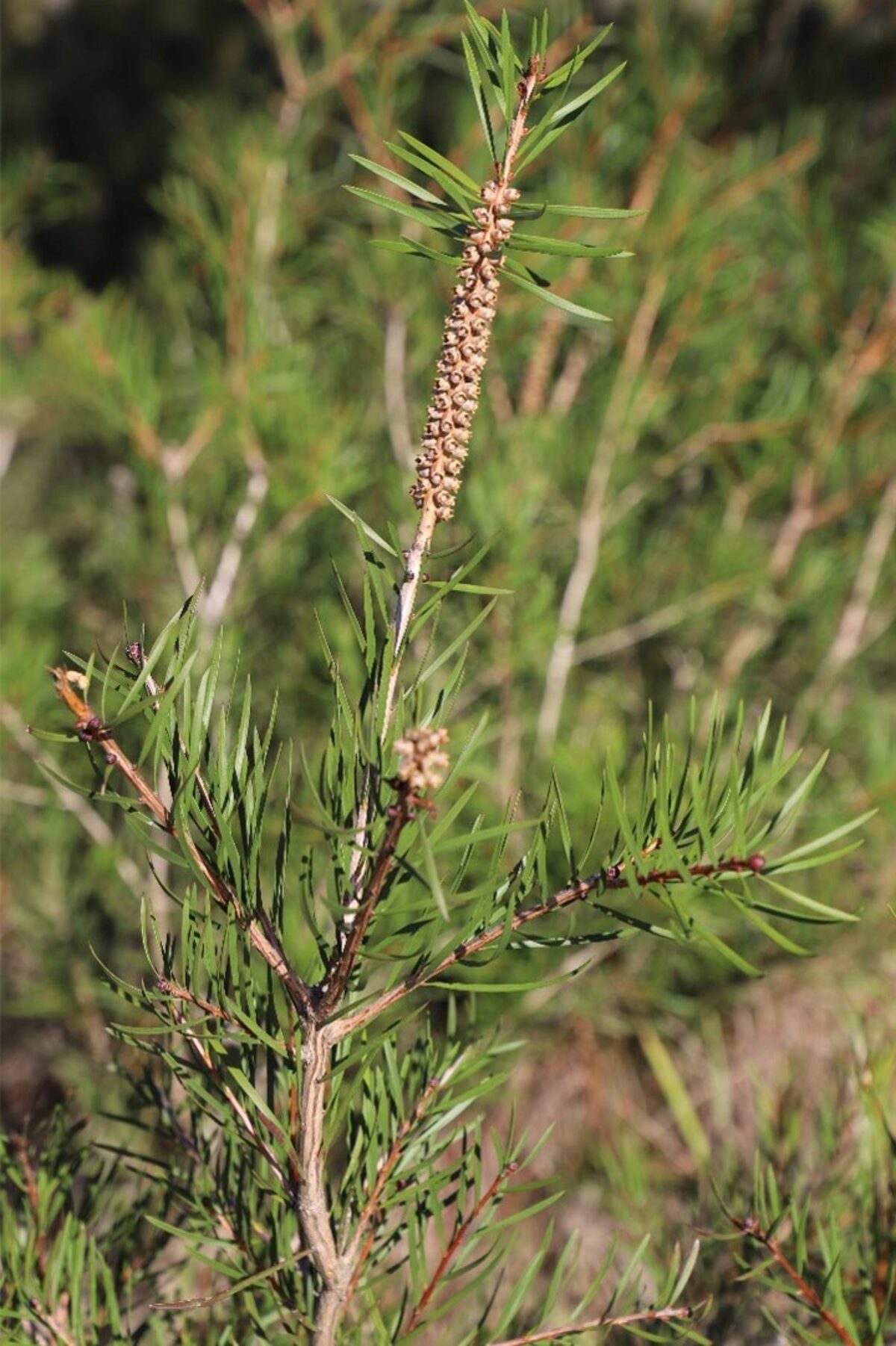 The Melaleuca linearis. PHOTO: SUPPLIED