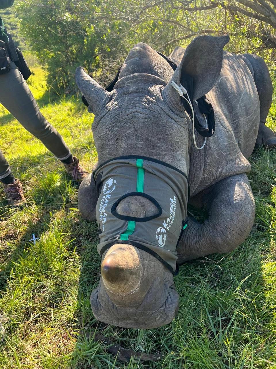 Rhino at Kariega Game Reserve near Kenton-on-Sea.