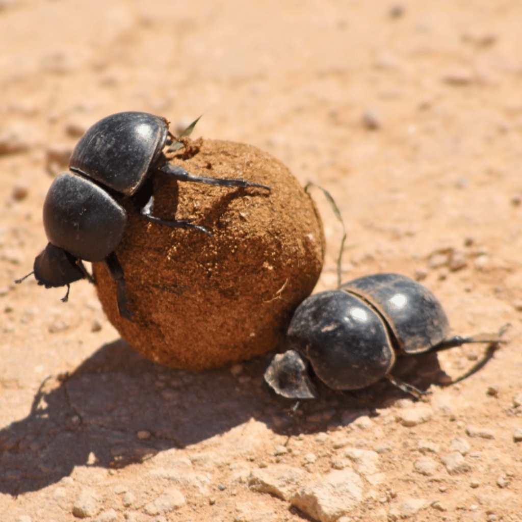 A dung beetle was making its way across the track in Addo Elephant Park.