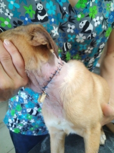 Owners sentenced after puppy suffers near-decapitation neck injury