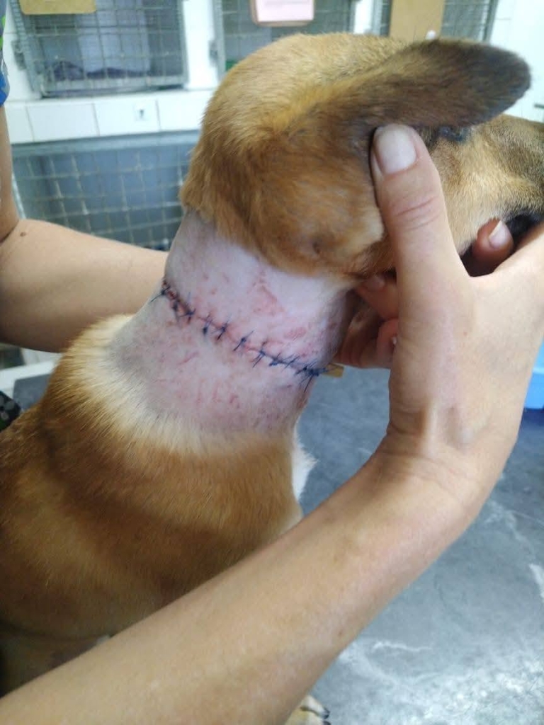 Veterinarian Dr Bronwyn Thomen said Scoopy endured considerable pain and suffering.