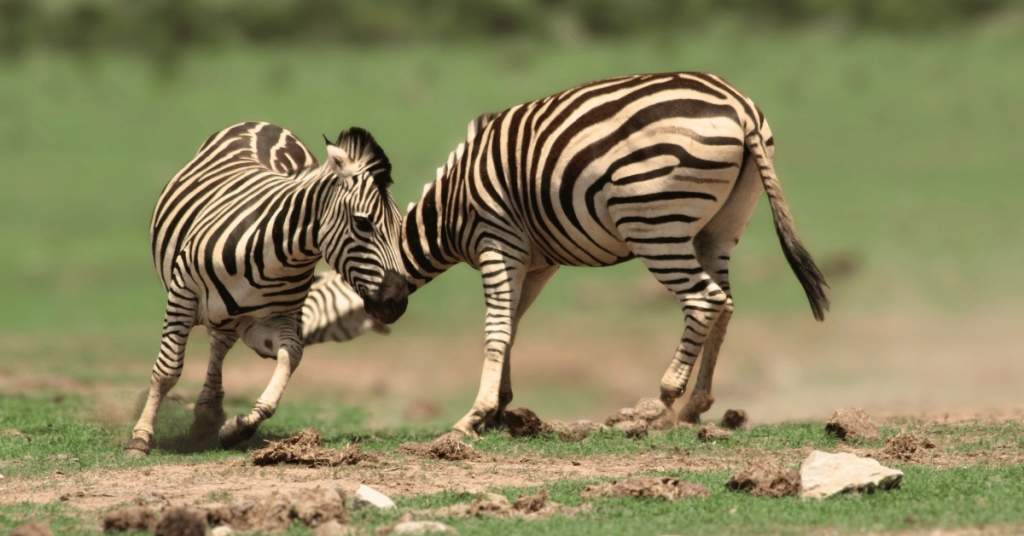 Images of young zebra stallions taken in Addo Elephant National Park.