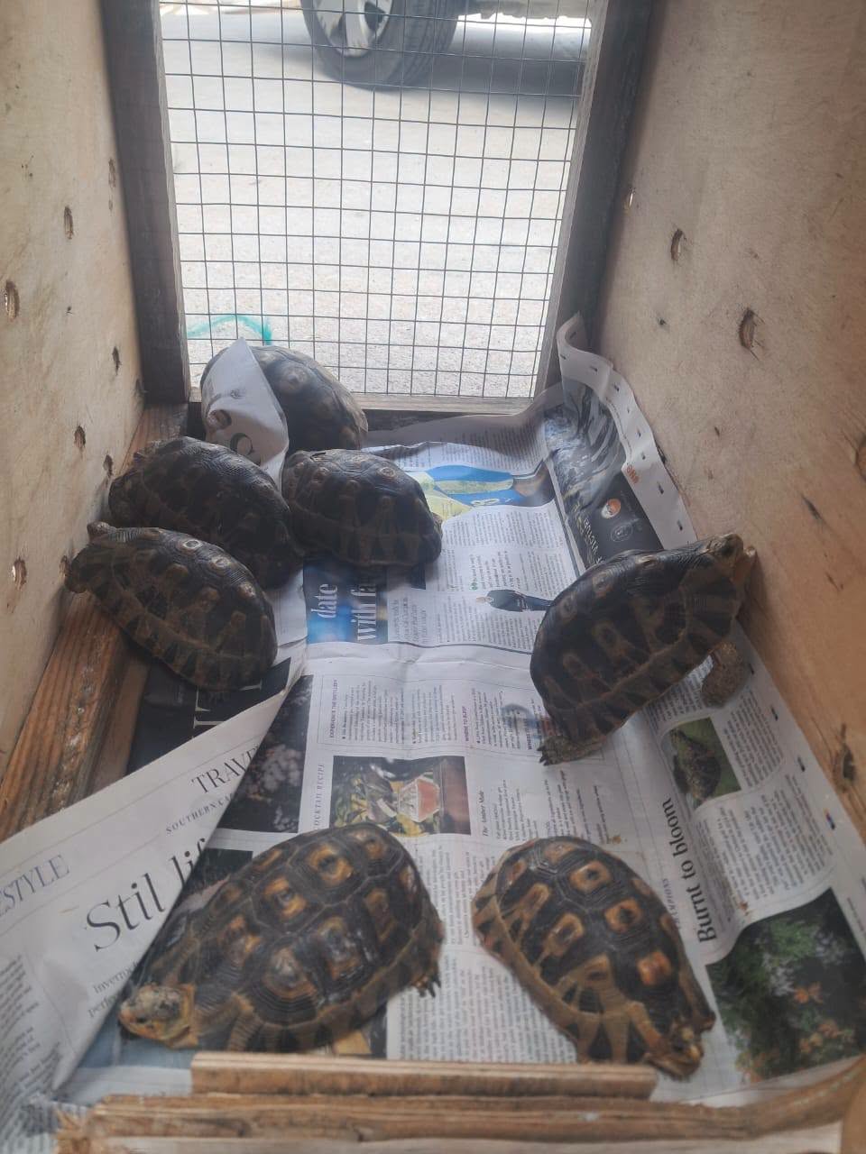 Tortoises seized by police in Marikana now in the care of the Animal Anti-Cruelty League.