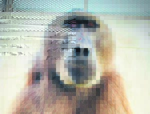 ‘We are frankly sickened’ – SPCA outraged after another baboon euthanised