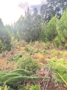 Forest ‘fire risk on our doorstep’ is huge