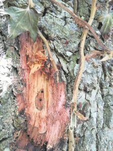 Polyphagous Shot Hole Borer: What does the science say?