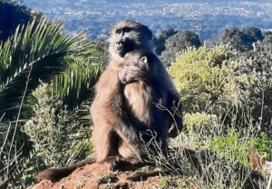 Cape Town unveils new baboon management plan with Shark Spotters