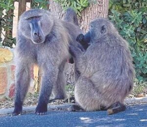 Baboon conflict escalates: Activists turn to Western Cape High Court for solutions