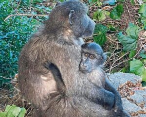 Constantia baboon troop faces crisis following disappearance of alpha males