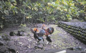 ‘Chicken cult’ evicted from Newlands Forest, law enforcement and SPCA intervene
