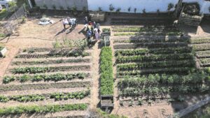 Plumstead’s community Grapa garden calls for more members, show successes at AGM