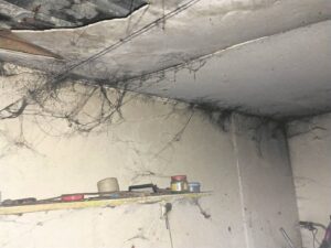 Lucky escape from fire for founder of popular pet care NGO