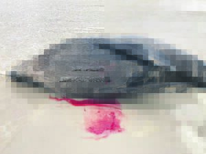 The search continues to find culprit who cruelly stabbed six Cape Fur seals