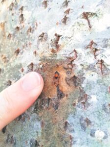 Concern as tree-killing beetle spotted in southern suburbs