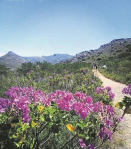 Probe clears SANParks driver of allegedly killing dog in Silvermine Nature Reserve
