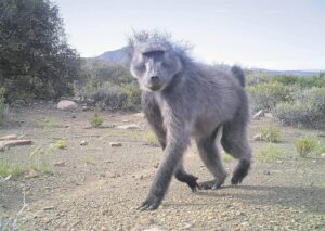 City of Cape Town’s intention to extend baboon management contract met with favour