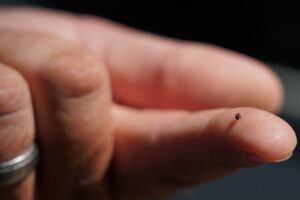 Property owners called on to ramp up efforts to tackle the invasive beetle
