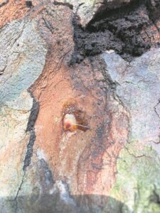 ‘Naive, un-researched and a reckless’: Arborists calls out City’s PSHB tree list
