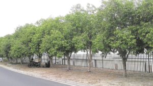 Tree management gets a once over