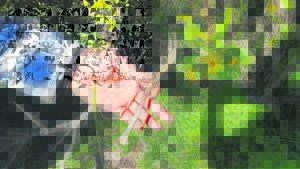 Snares killing hundreds of animals