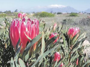 Authorities issue a stern warning to protea poachers on Table Mountain
