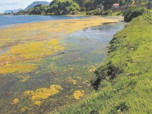 City of Cape Town closes Zeekoevlei due to water quality concerns