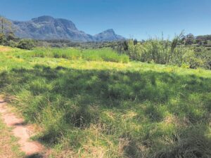 ‘Mow shedding’ lifted in Cape Town as tender is finalised