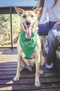 EmoPups introduces a color-coded bandana system to communicate dogs’ temperament