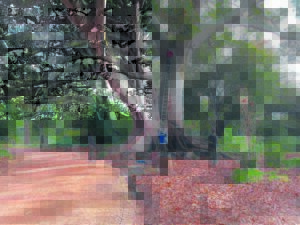 Arderne Gardens goes on the defensive as tree-killing beetle surrounds arboretum on all fronts