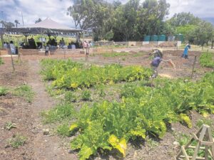 Sprouting new beginnings for sustainable income at Bel Porto in Lansdowne