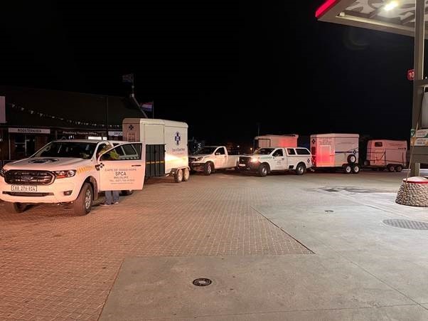 - The seals were transported in horse boxes to the