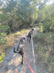 Councillor calls for stricter enforcement of leash laws to ensure safety at Alphen Greenbelt