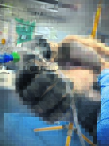 Efforts to save a mauled baboon in vain