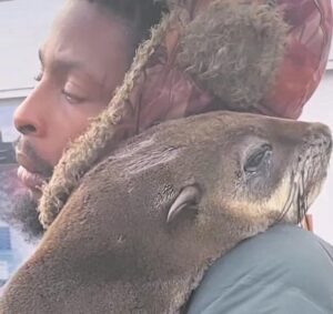 HBSRC pleas to help distressed seals by reporting cases to wildlife authorities