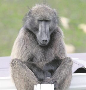 ‘Urgent baboon management plan needed’